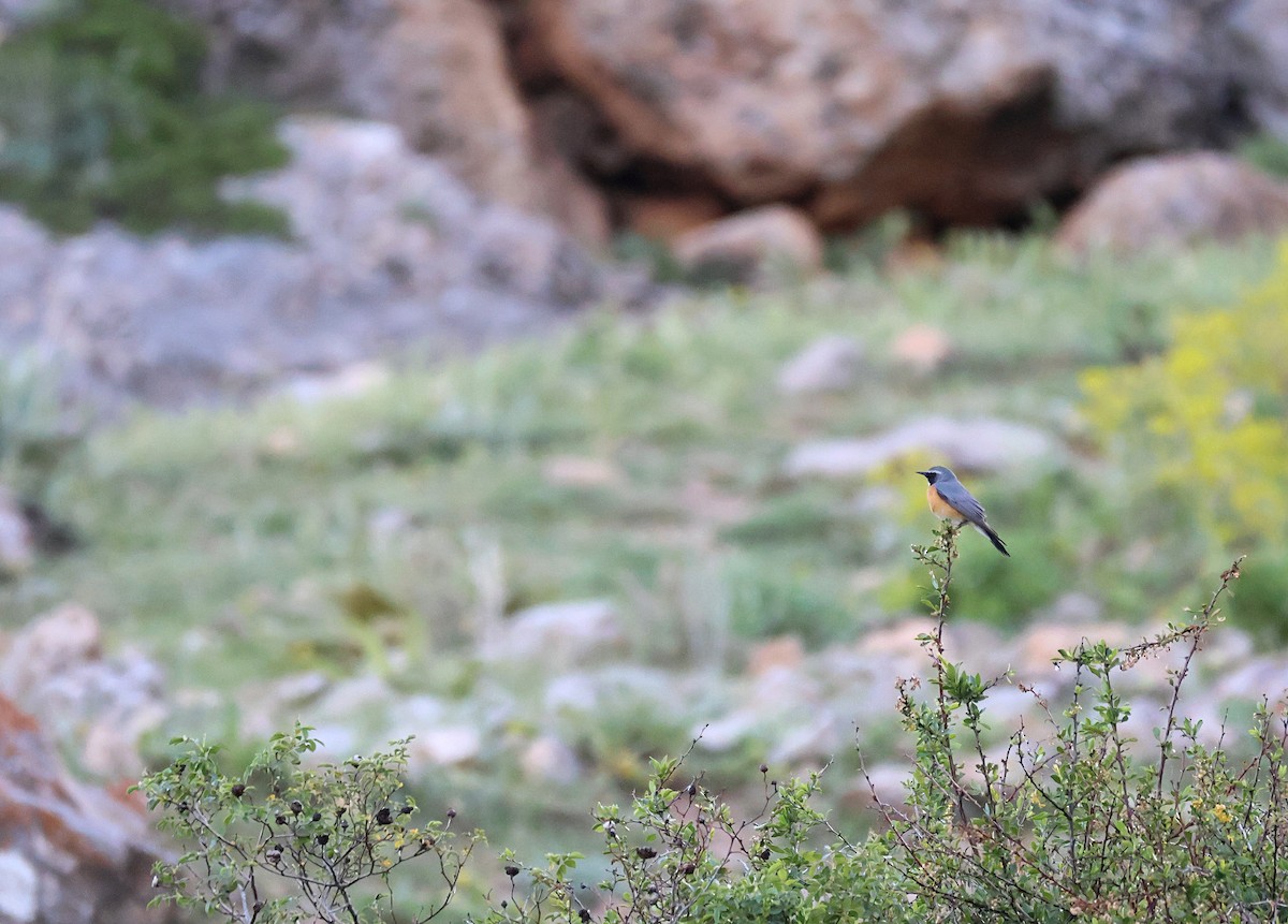 White-throated Robin - ML631302489