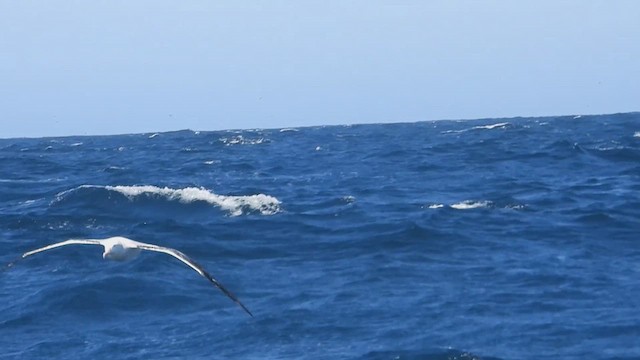 Albatros des Antipodes (gibsoni) - ML631302493