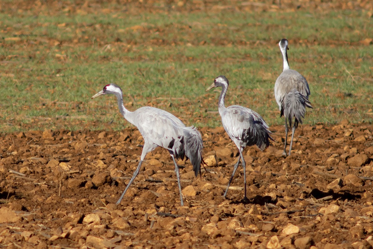 jeřáb popelavý - ML631302526