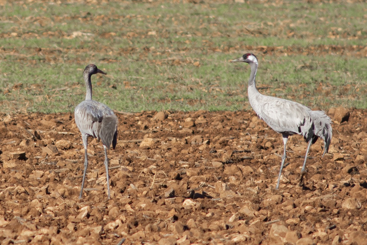 jeřáb popelavý - ML631302535