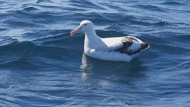 Albatros des Antipodes (gibsoni) - ML631302551