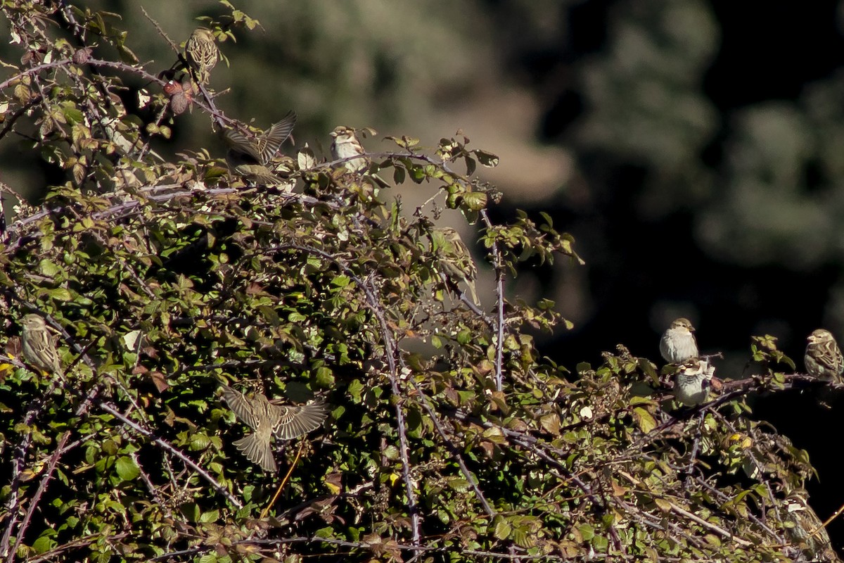 vrabec pokřovní - ML631302620