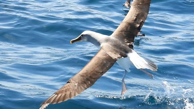 Bulleralbatros - ML631302623