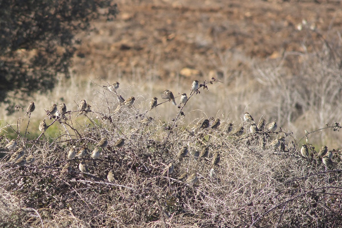 vrabec pokřovní - ML631302626