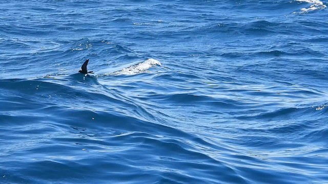 Wilson's Storm-Petrel - ML631302640
