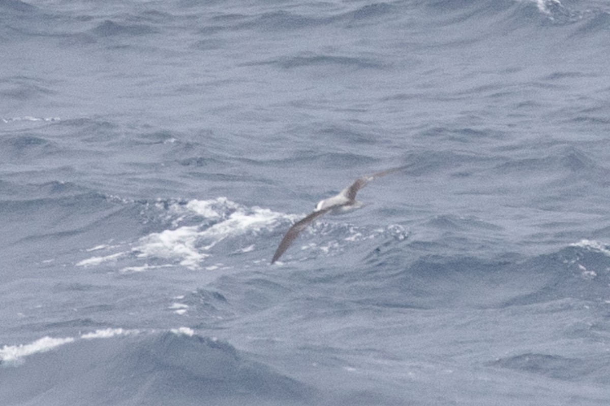 White-necked Petrel - ML631302652