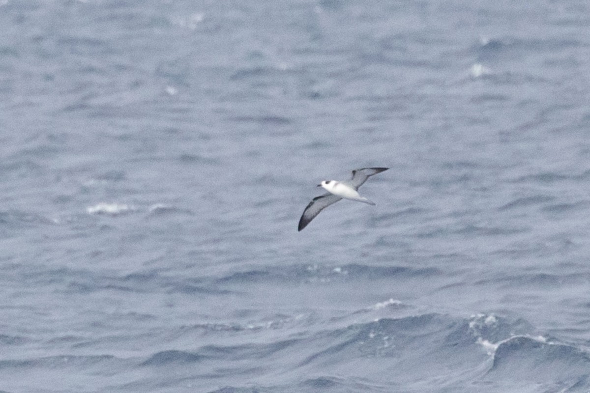 White-necked Petrel - ML631302653