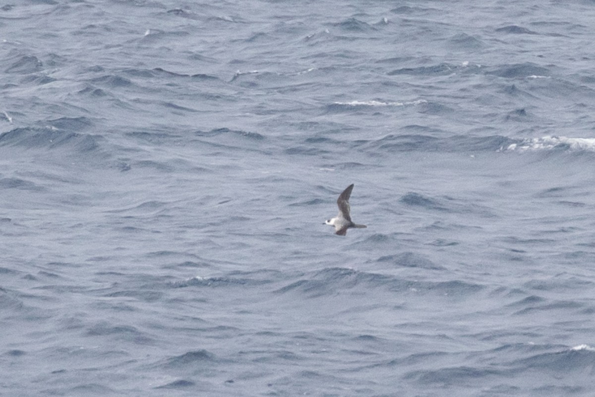 White-necked Petrel - ML631302654