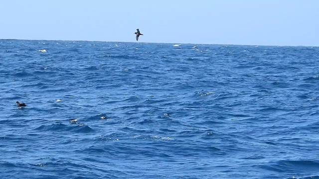 Gray-faced Petrel - ML631302685