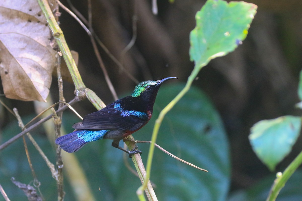 Van Hasselt's Sunbird - ML631302775