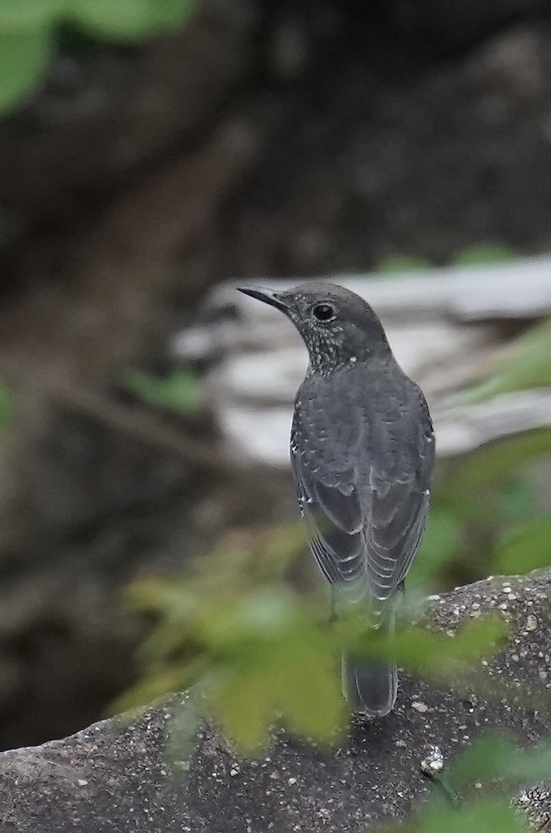 White-throated Rock-Thrush - ML631302779