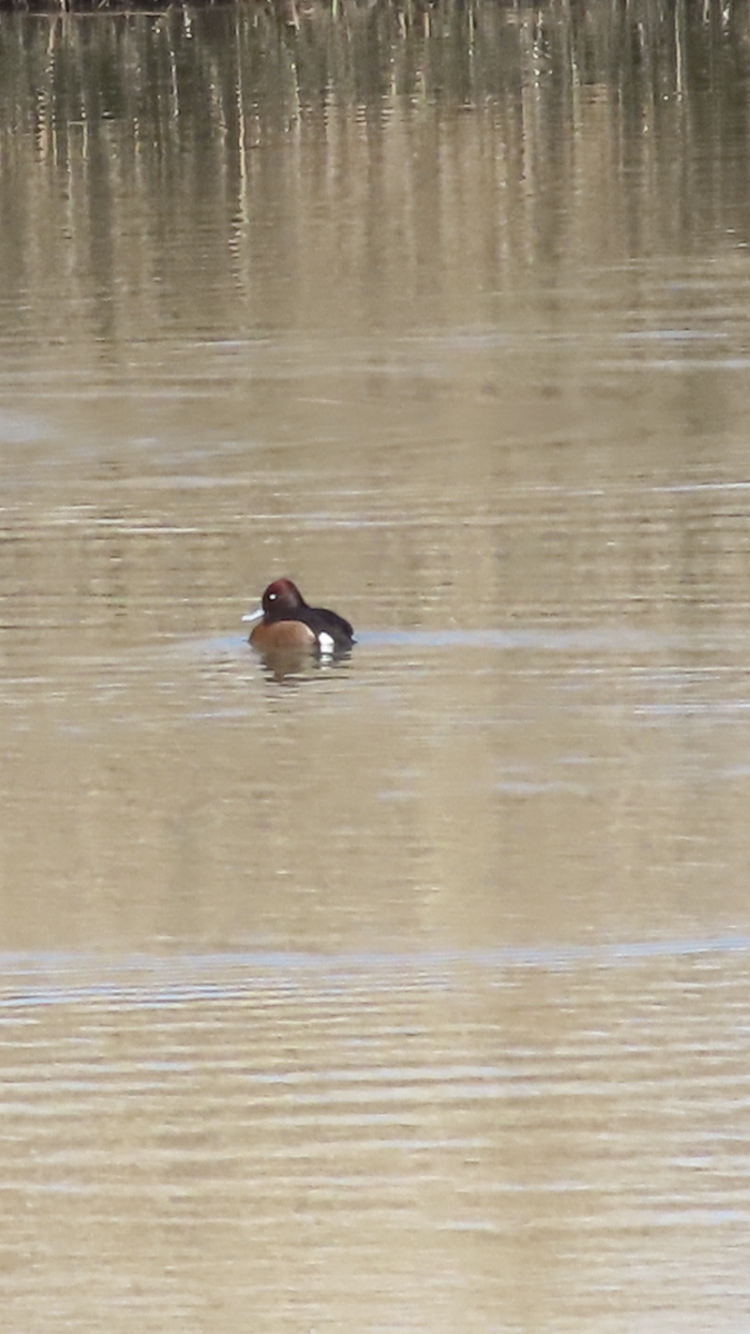 Ferruginous Duck - ML631302832