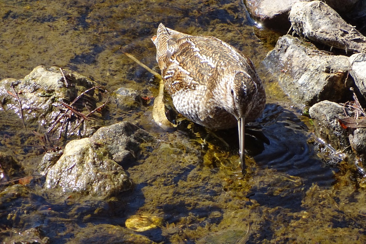 Solitary Snipe - ML631302870