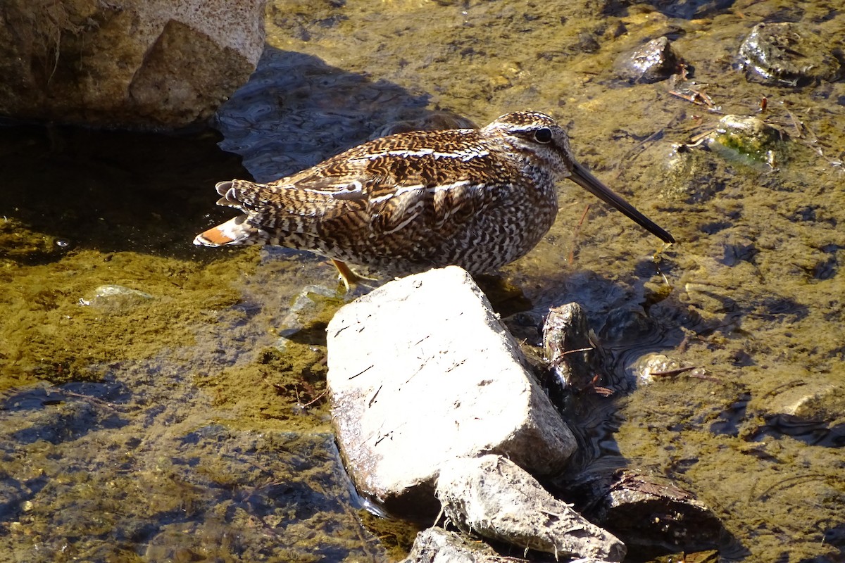 Solitary Snipe - ML631302871