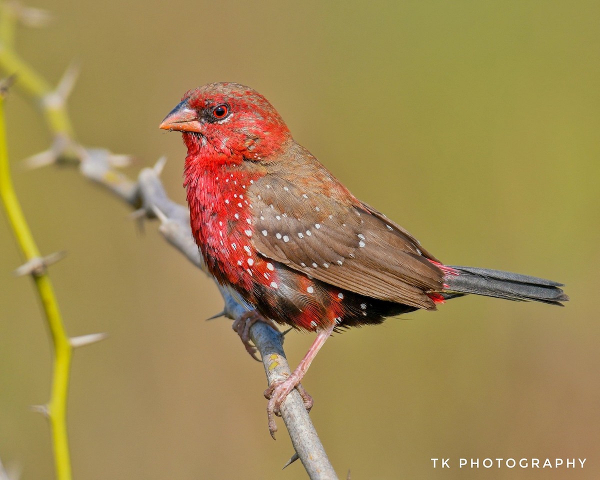 Red Avadavat - ML631302883