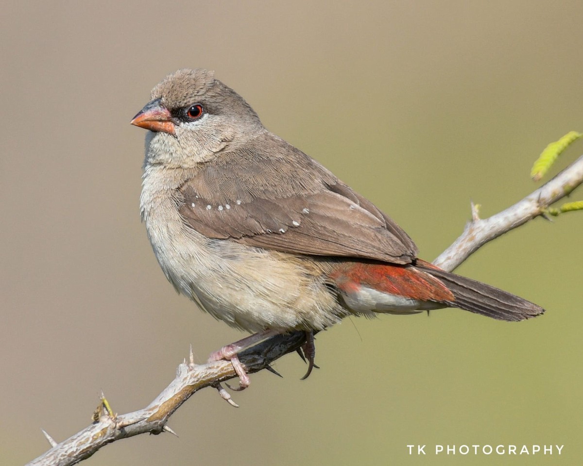 Red Avadavat - ML631302884