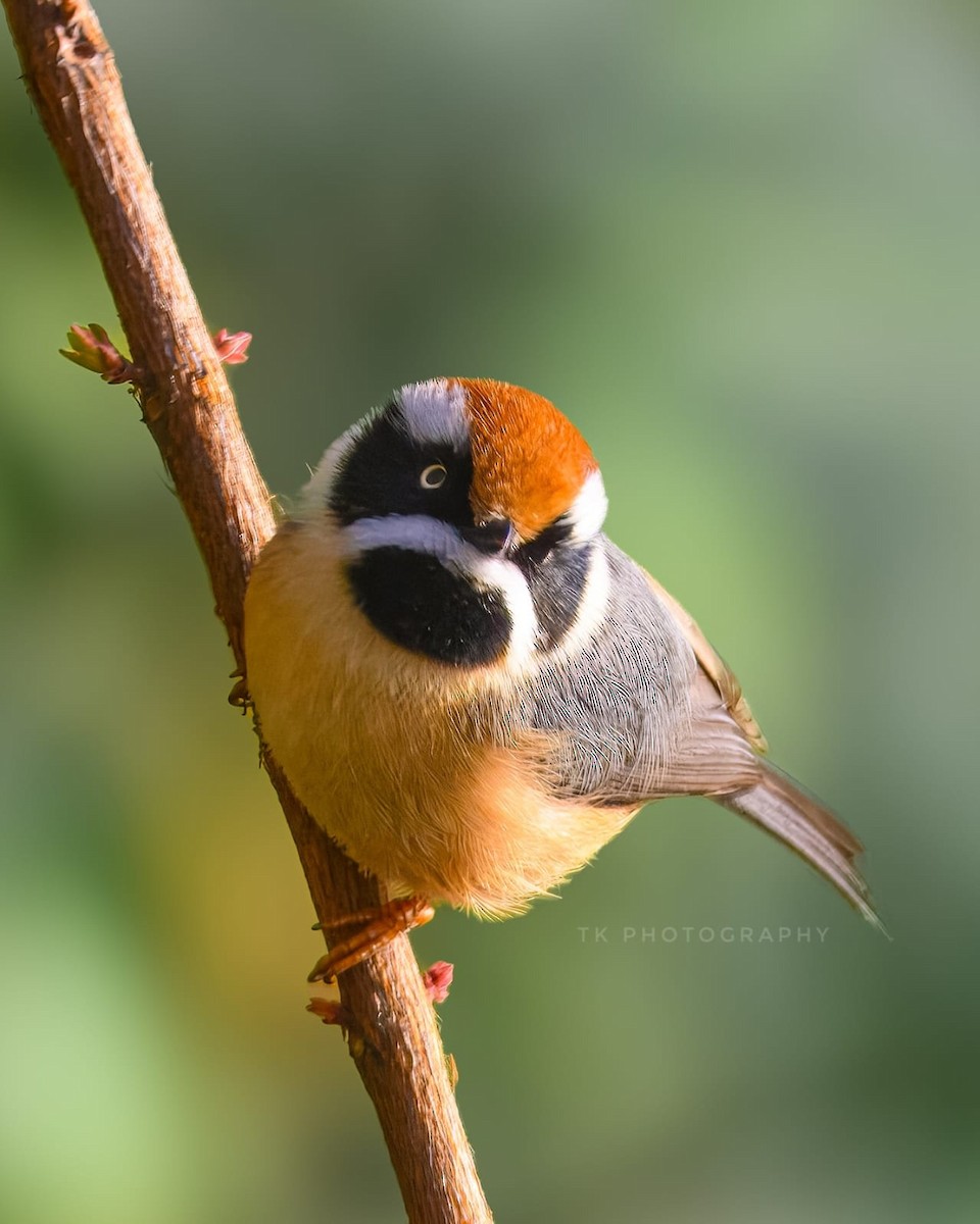 Black-throated Tit - ML631302917
