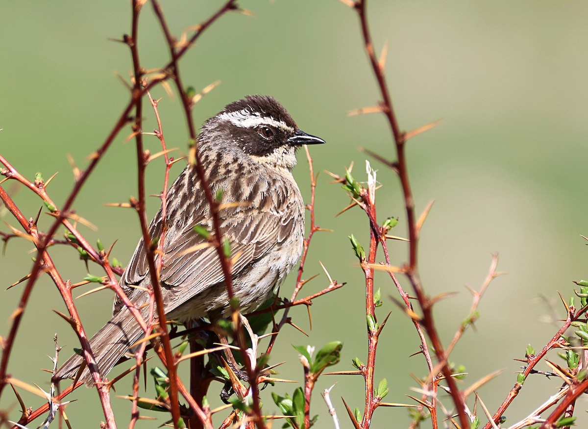 Radde's Accentor - ML631303163