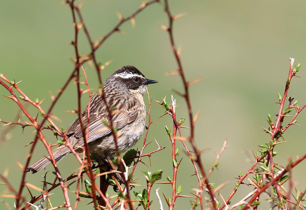 Radde's Accentor - ML631303172
