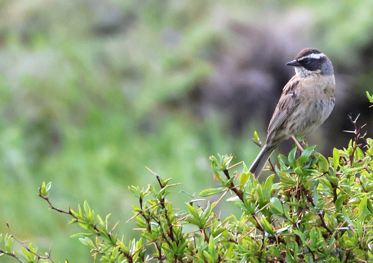 Radde's Accentor - ML631303177