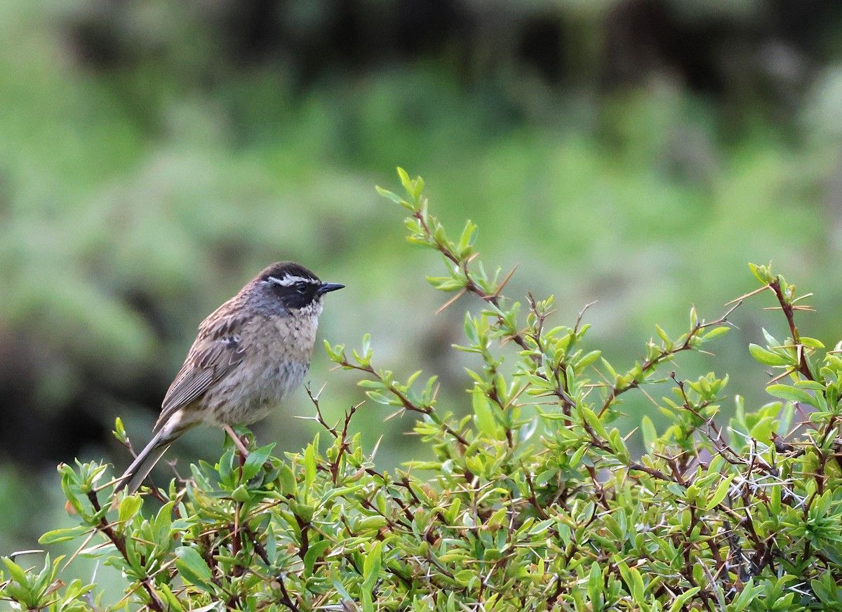 Radde's Accentor - ML631303178