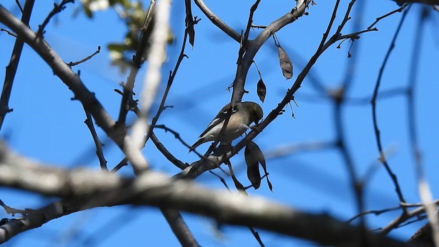 American Goldfinch - ML631303369