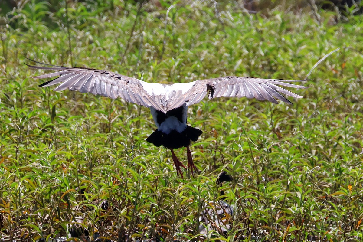 Magpie Goose - ML631303456