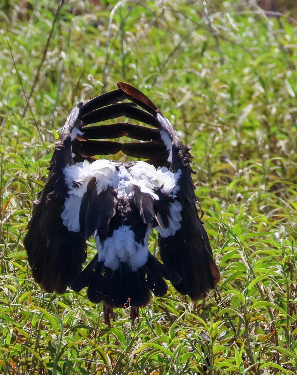 Magpie Goose - ML631303457