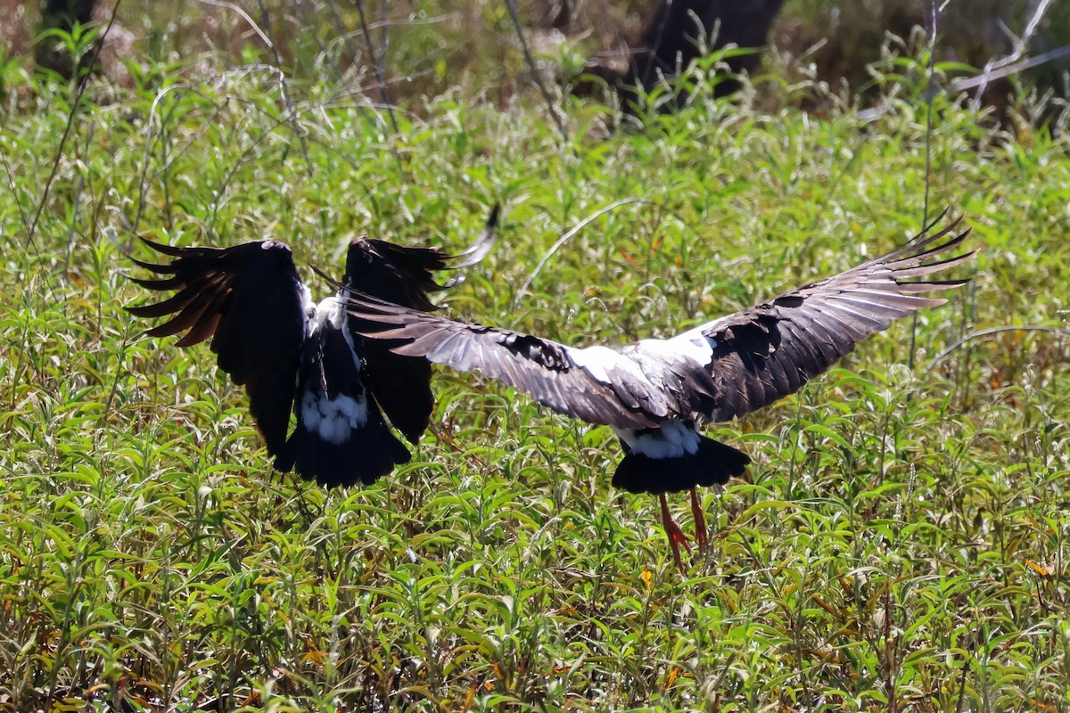 Magpie Goose - ML631303458