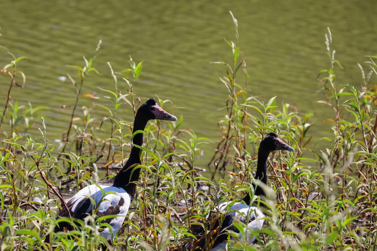 Magpie Goose - ML631303459