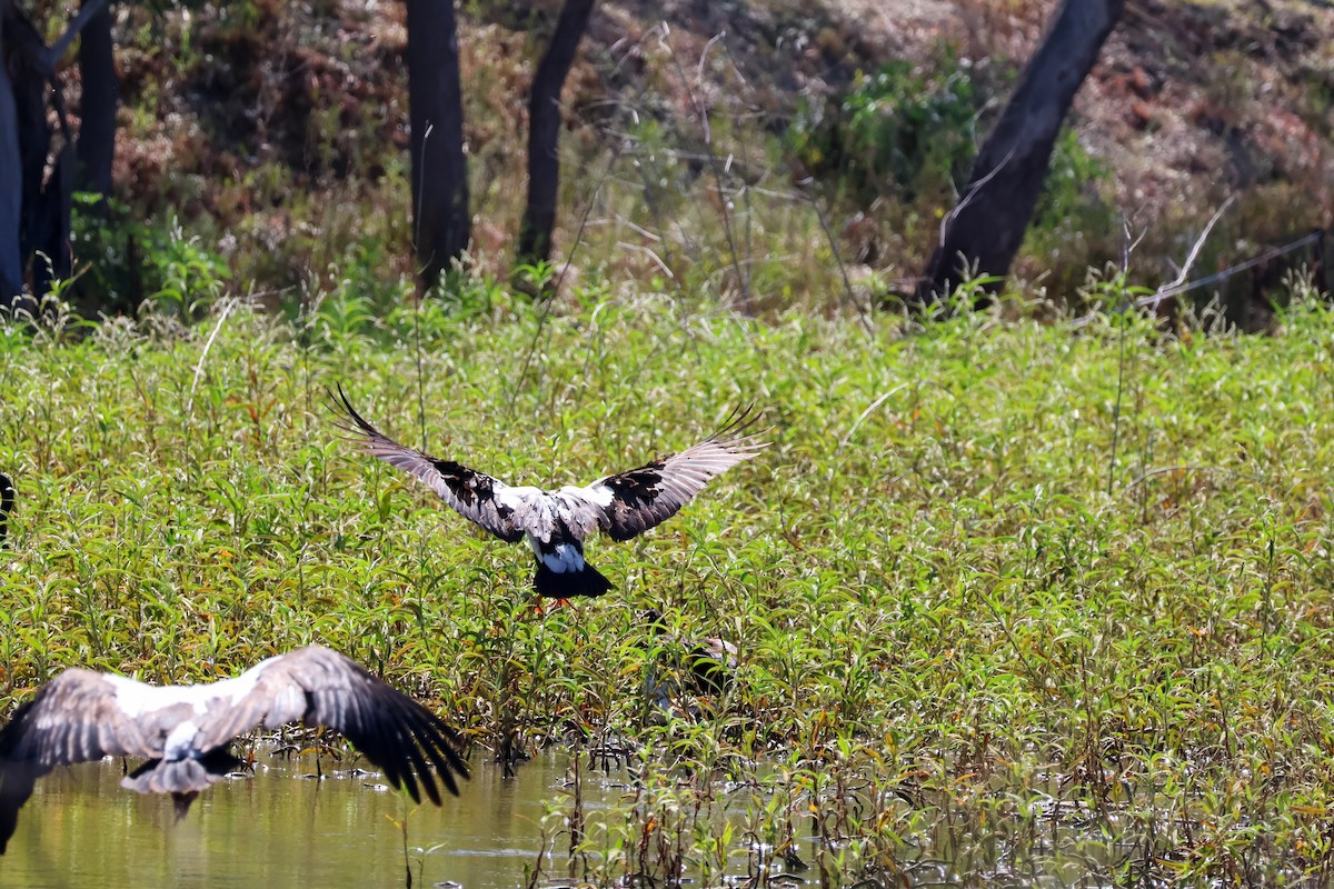 Magpie Goose - ML631303460