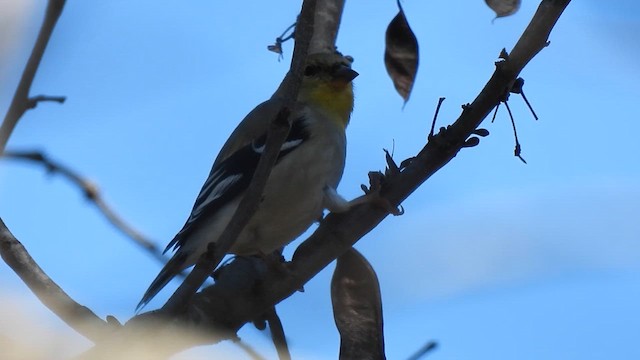 American Goldfinch - ML631303479