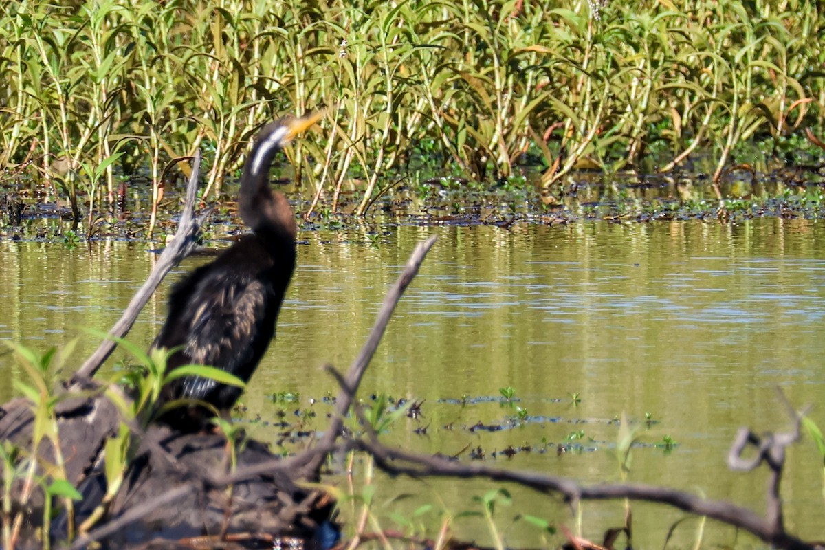 Australasian Darter - ML631303502