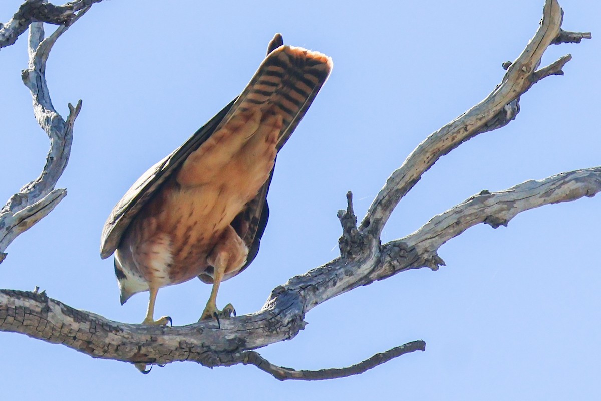 Australian Hobby - ML631303507