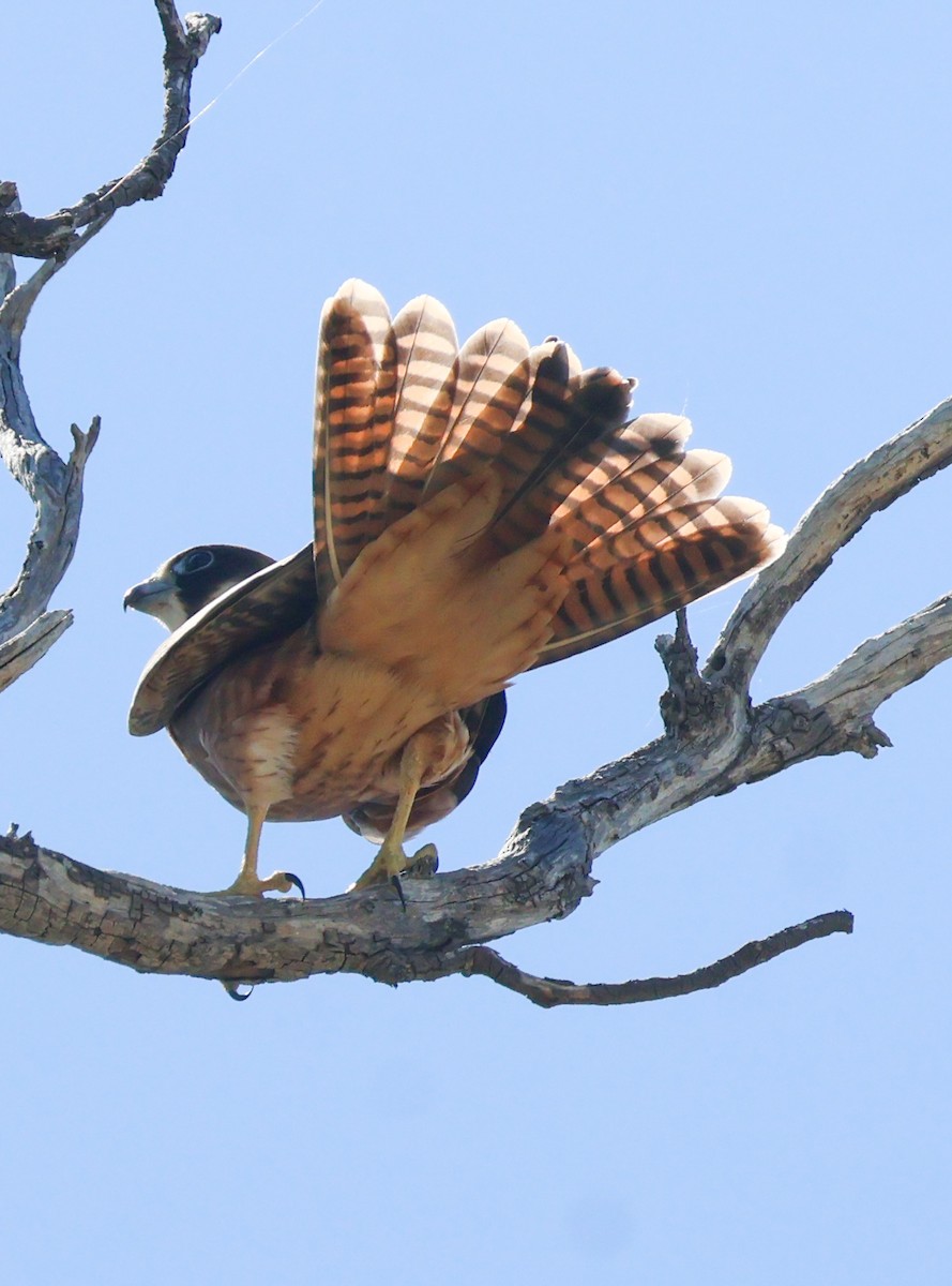 Australian Hobby - ML631303508