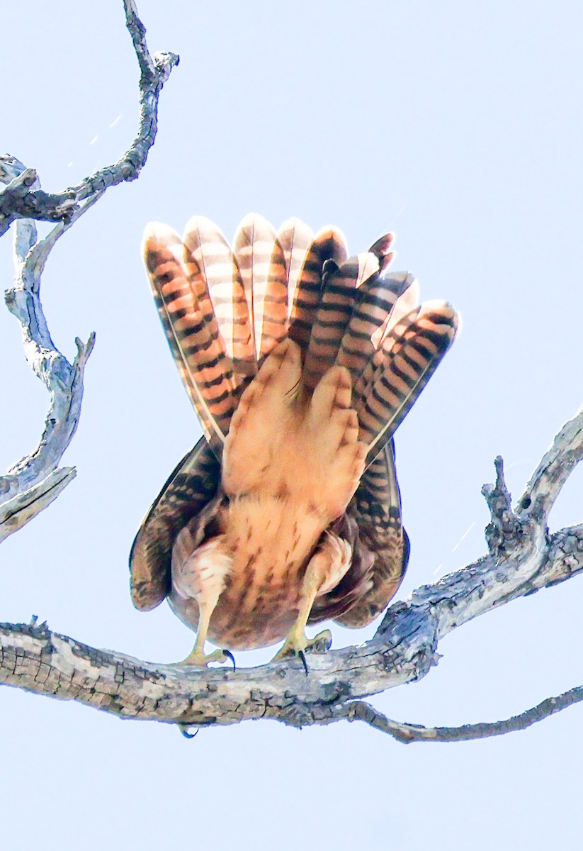 Australian Hobby - ML631303509