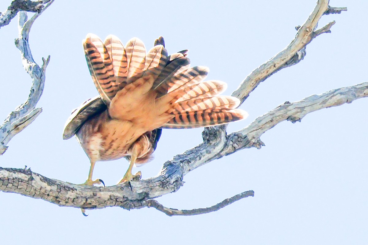 Australian Hobby - ML631303510