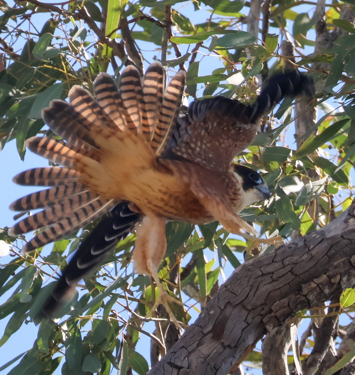 Australian Hobby - ML631303511