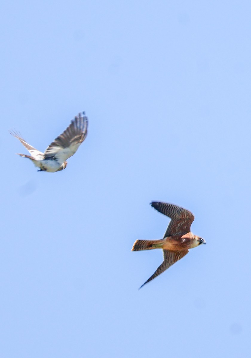 Australian Hobby - ML631303512