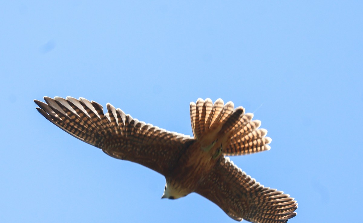 Australian Hobby - ML631303513
