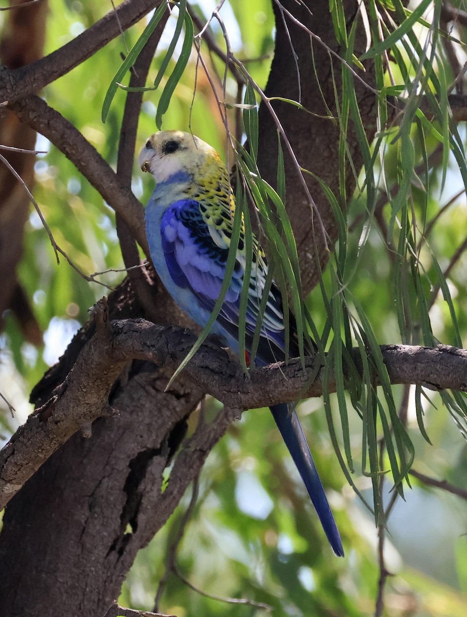 Pale-headed Rosella - ML631303524