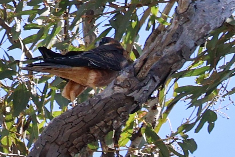 Australian Hobby - ML631303543
