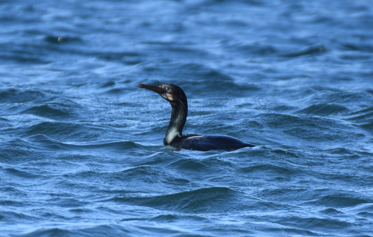 Pelagic Cormorant - ML631303579