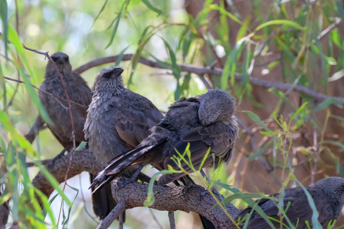 Apostlebird - ML631303582
