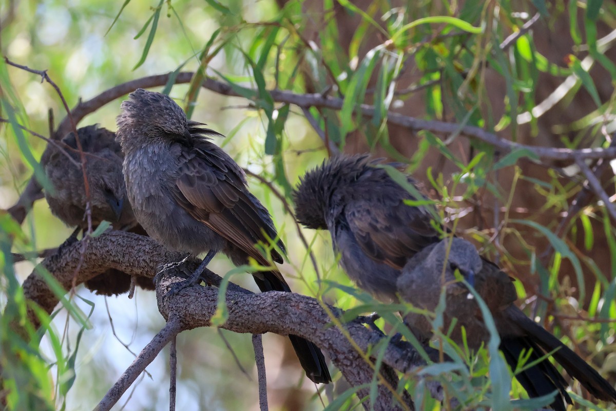 Apostlebird - ML631303583