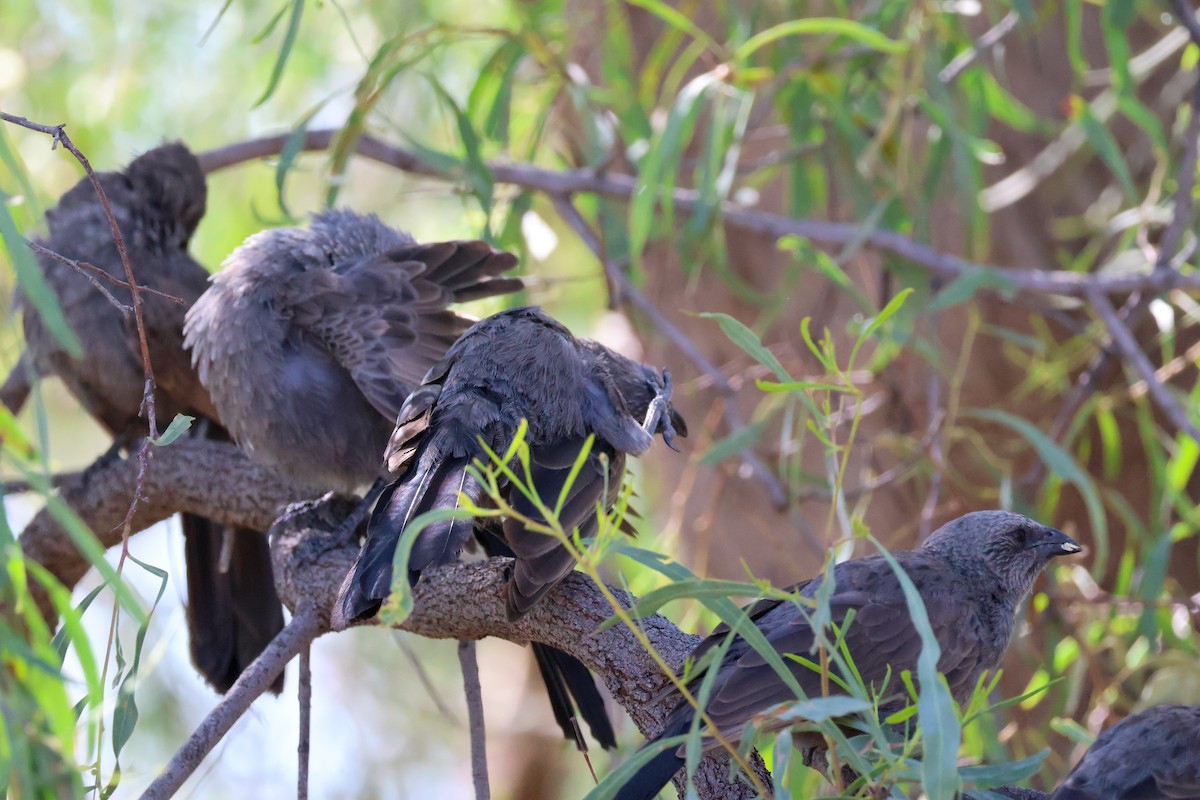 Apostlebird - ML631303584