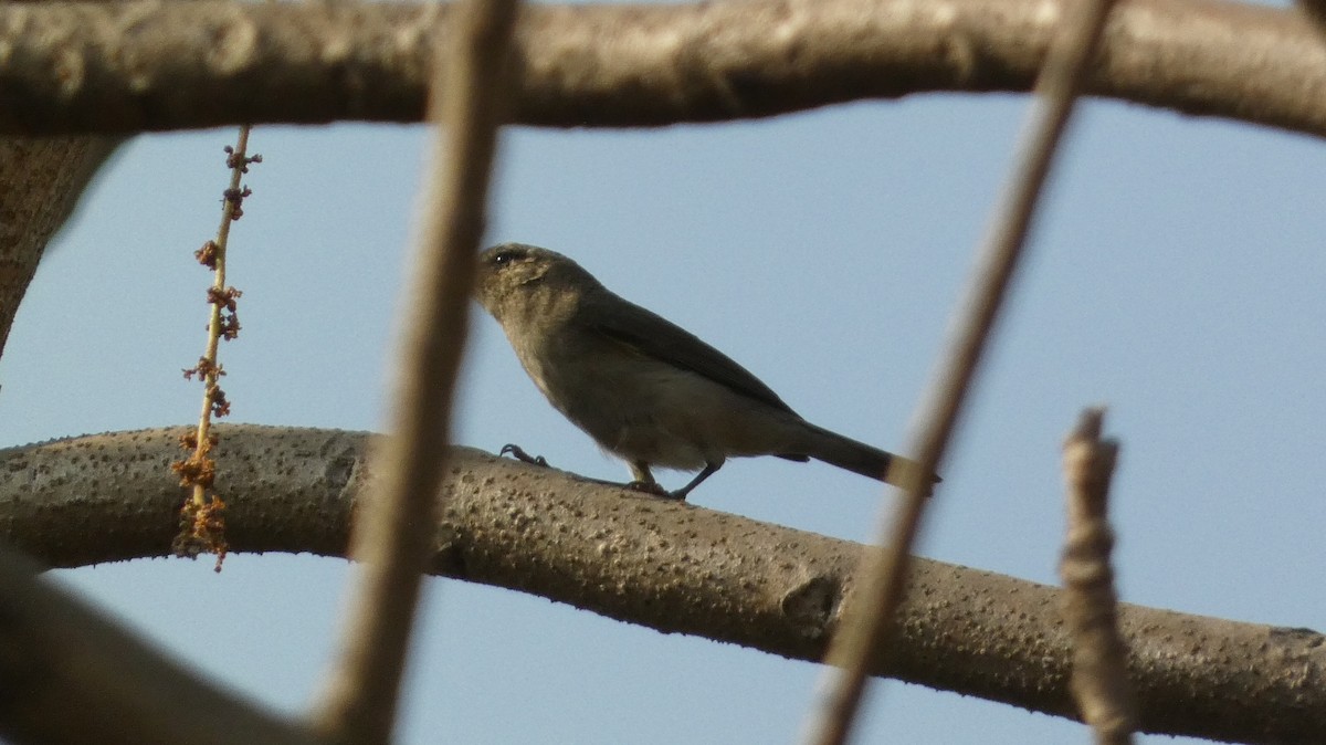 Sulphur-bellied Warbler - ML631303796
