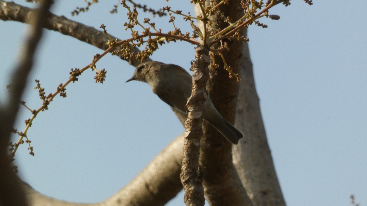 Sulphur-bellied Warbler - ML631303800