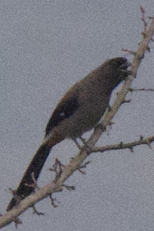 Gray Treepie - ML631303802