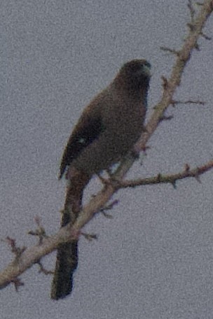 Gray Treepie - ML631303803